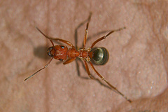 Formica integra