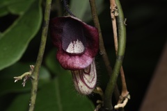 Aristolochia howii