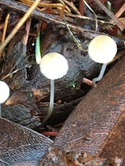 Roridomyces roridus