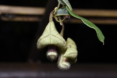 Aristolochia versicolor
