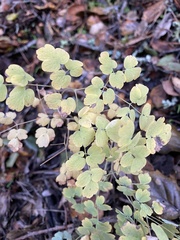 Thalictrum fendleri