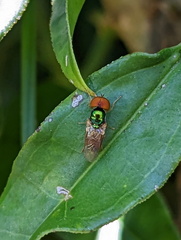 Microchrysa