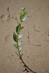 Salix cordata