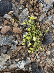 Mononeuria groenlandica