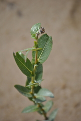 Salix cordata