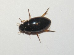 Tropisternus lateralis