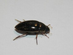 Tropisternus lateralis