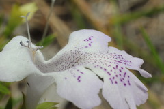 Hemiandra pungens
