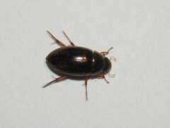 Tropisternus lateralis