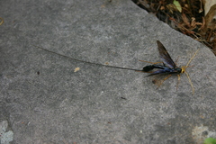 Megarhyssa atrata