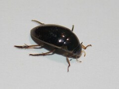 Tropisternus lateralis