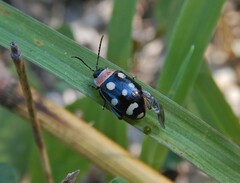 Alagoasa trifasciata