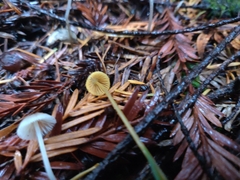 Mycena aurantiomarginata