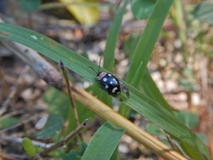 Alagoasa trifasciata
