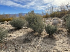 Ceanothus pauciflorus
