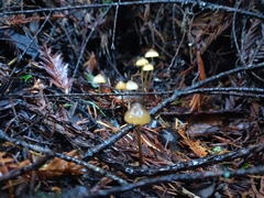 Mycena aurantiomarginata