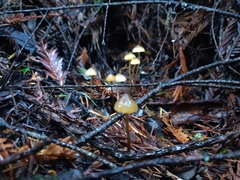 Mycena aurantiomarginata