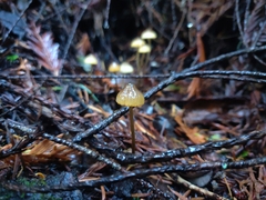 Mycena aurantiomarginata