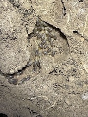 Gnathamitermes