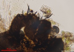 Dothideomycetes