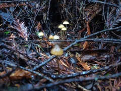 Mycena aurantiomarginata