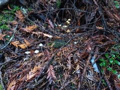 Mycena aurantiomarginata