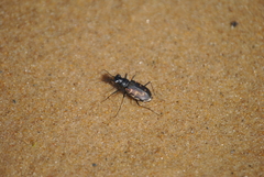 Cicindela hirticollis