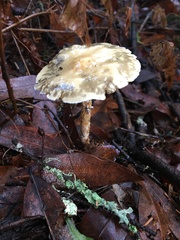 Stropharia ambigua