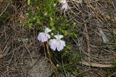 Hemiandra pungens