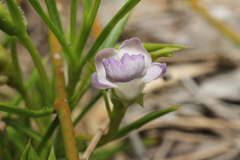 Hemiandra pungens