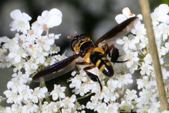 Trichopoda plumipes