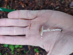 Lepiota castaneidisca