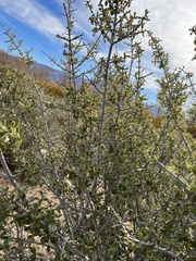 Ceanothus pauciflorus