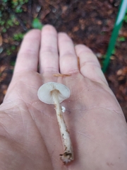 Lepiota castaneidisca