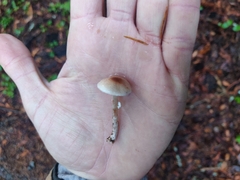 Lepiota castaneidisca