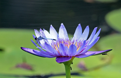 Brachydiplax denticauda