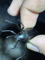 Eleodes longicollis
