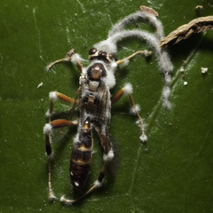 Beauveria bassiana