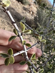 Ceanothus pauciflorus