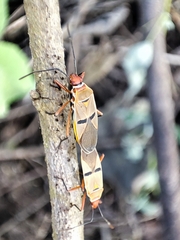 Dysdercus bimaculatus