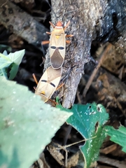 Dysdercus bimaculatus