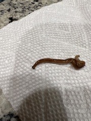 Bipalium adventitium