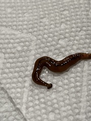 Bipalium adventitium