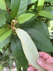 Croton peraeruginosus