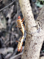 Dysdercus bimaculatus