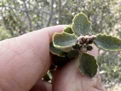 Ceanothus pauciflorus