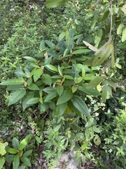 Croton peraeruginosus