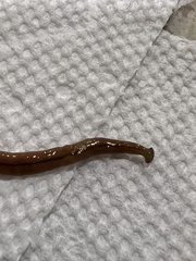 Bipalium adventitium