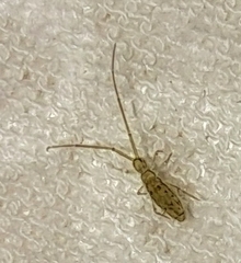 Entomobryoidea