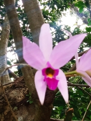 Laelia anceps